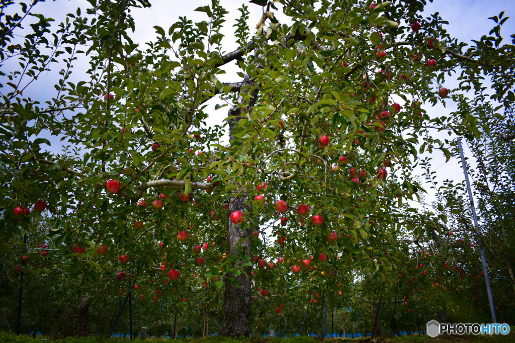 りんご園 1