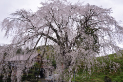 段部の枝垂桜