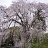 段部の枝垂桜