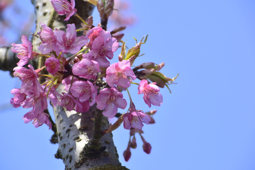 河津桜、次々と開花してます。（３）