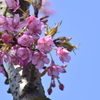 河津桜、次々と開花してます。（３）