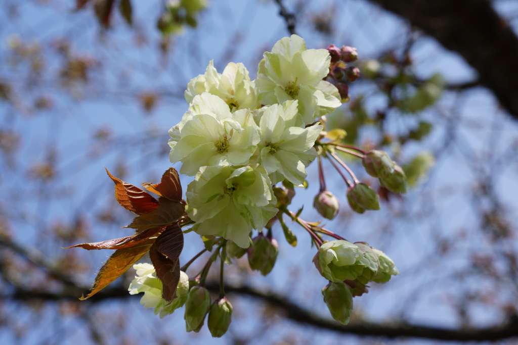 緑色の桜