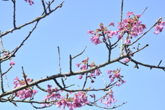 河津桜、次々と開花してます。（２）