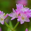 蕎麦に似た花