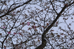 河津桜、もう少しの辛抱です。