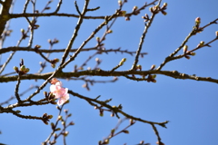 河津桜、開き始めました。