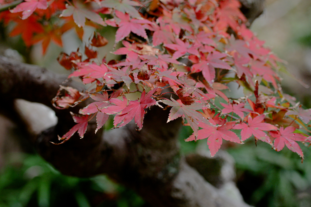 紅葉