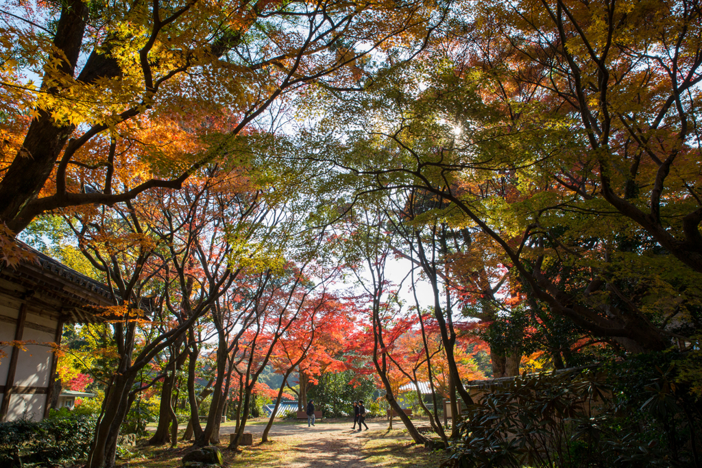 お寺の紅葉