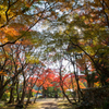 お寺の紅葉