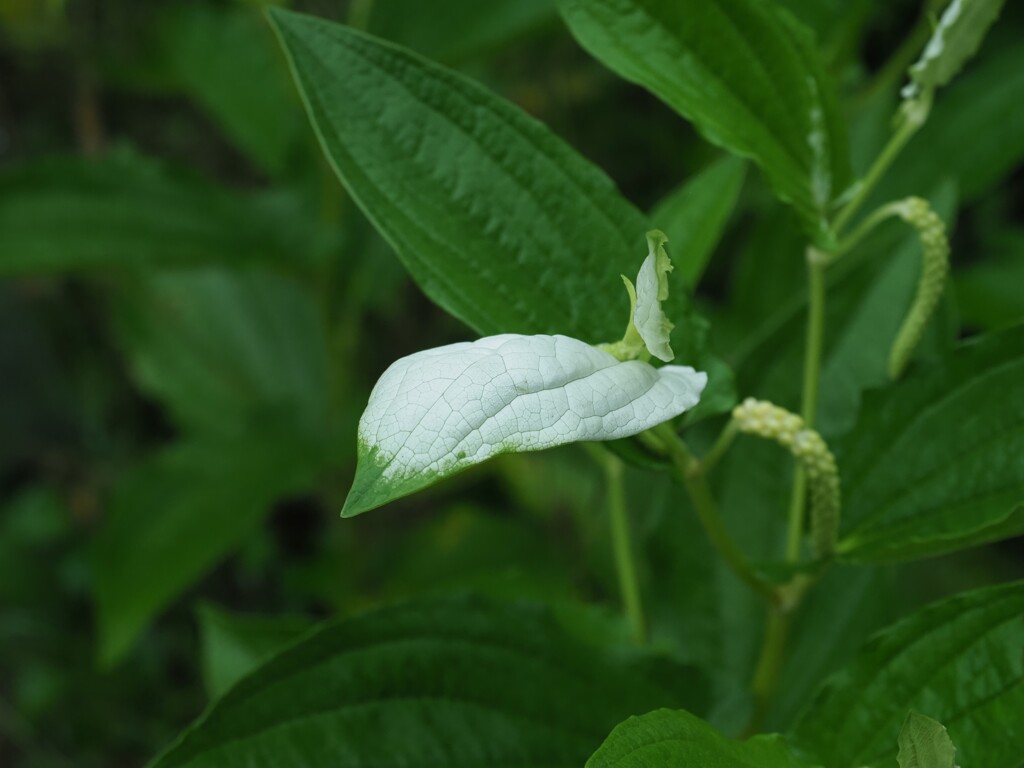 半夏生　あじさい寺にて-1