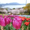 関門チューリップ