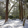 久しぶりの積雪―2
