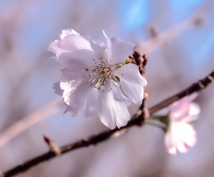 秋咲く桜　　アーコレード