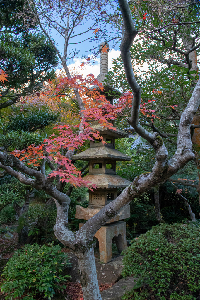 庭園紅葉