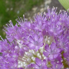 紫の花