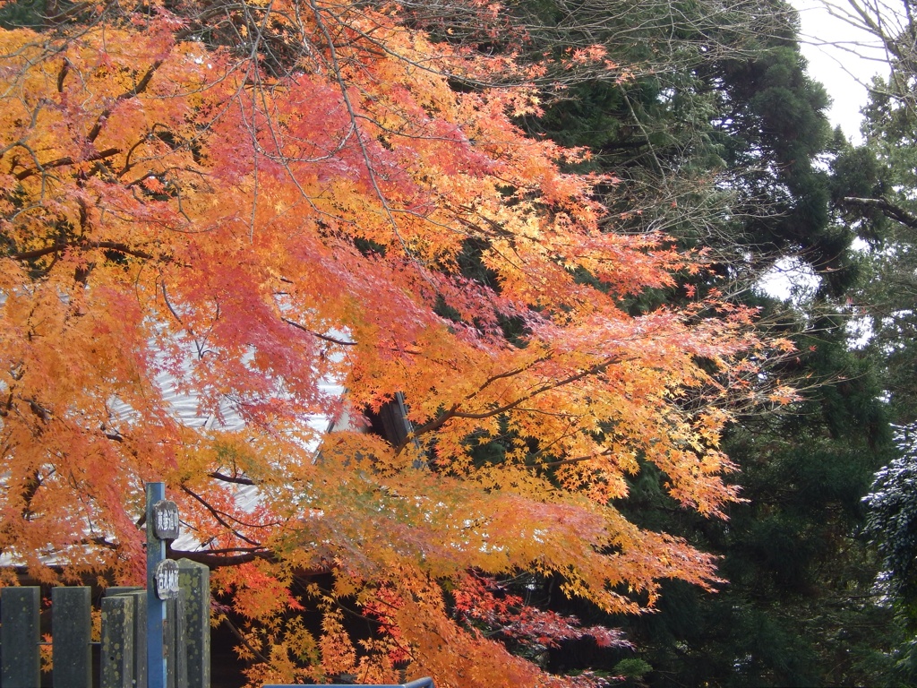 仙台東照宮の紅葉