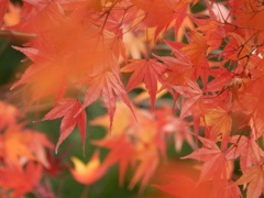 紅葉