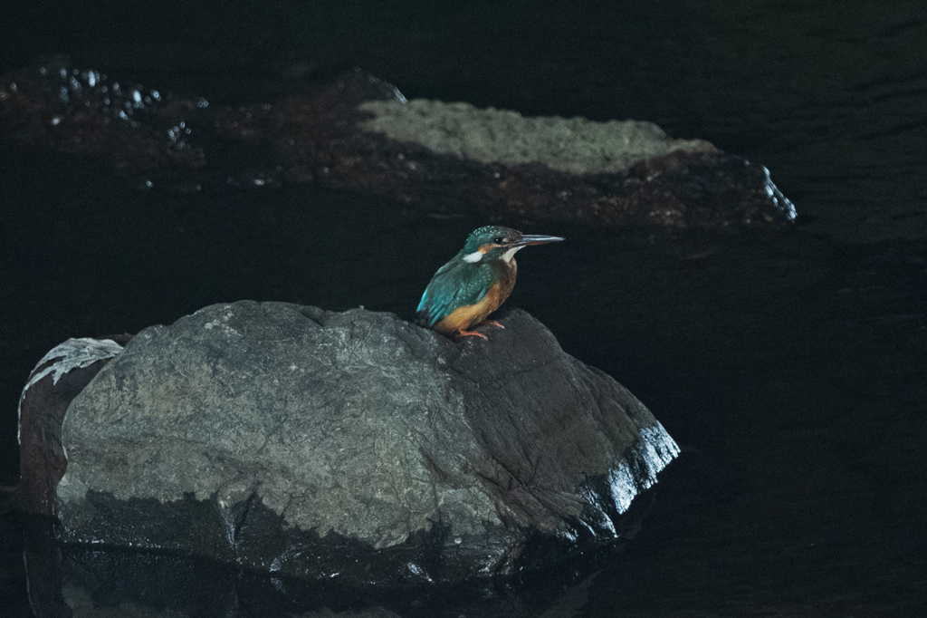 カワセミ