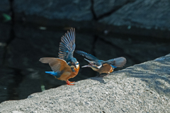 カワセミ　給餌