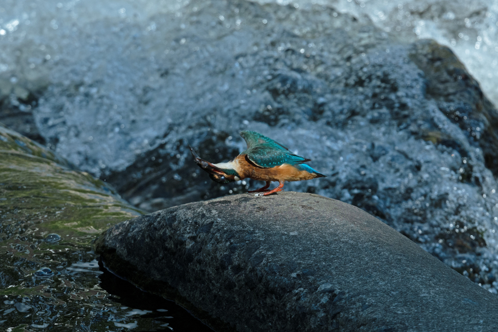 カワセミ