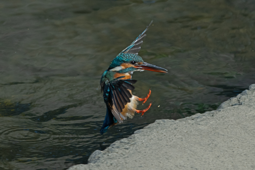 カワセミ