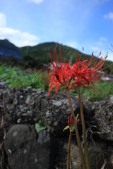 大原_彼岸花