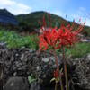 大原_彼岸花