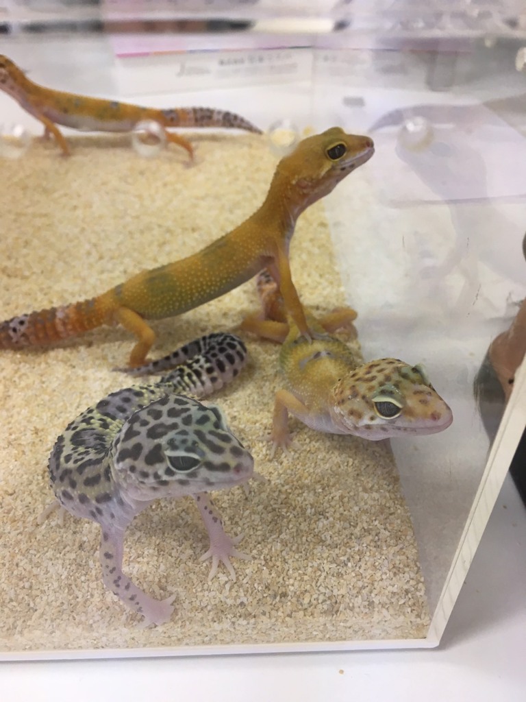 ノアパブリッシメント とゲッコーとモニター