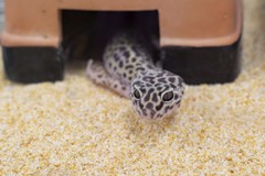 ノアパブリッシメント 