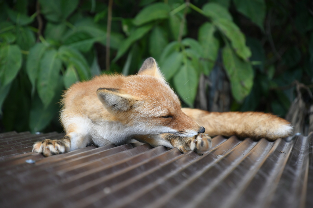 キタキツネ