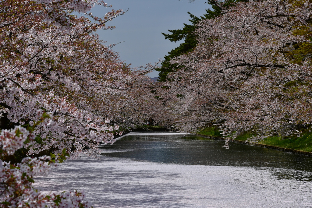 弘前公園の花筏