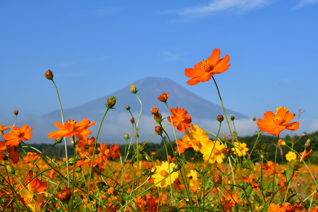 黄花コスモスと富士山