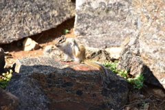 エゾシマリス ②