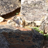 エゾシマリス ②