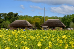 ひたち海浜公園の菜の花