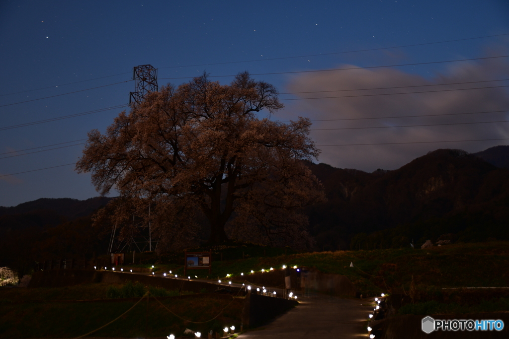 わに塚の夜桜