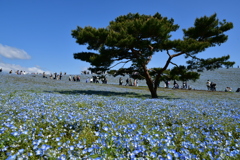 ひたち海浜公園のネモフィラ