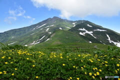 鳥海山とミヤマキンバイ