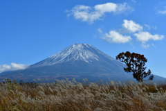 すすきと富士山