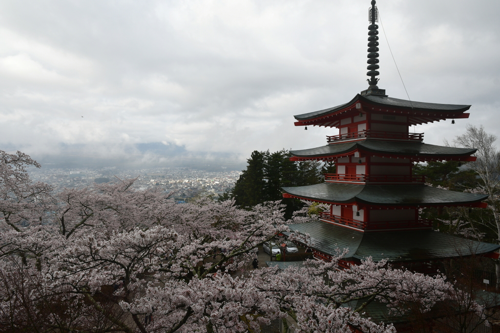 桜と富士山のはずが。。