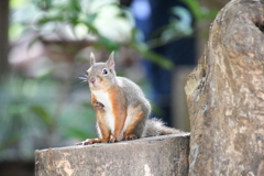 井の頭自然文化園 ①