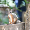 井の頭自然文化園 ①