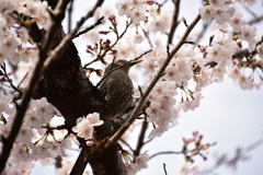 桜とヒヨドリ