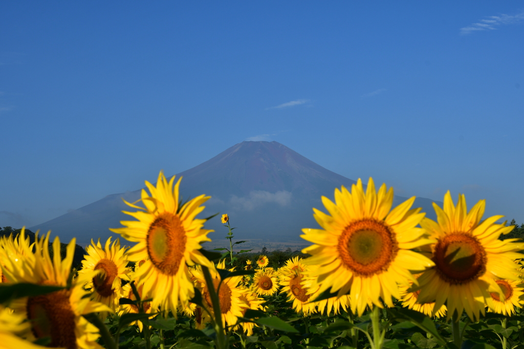 ヒマワリと富士山