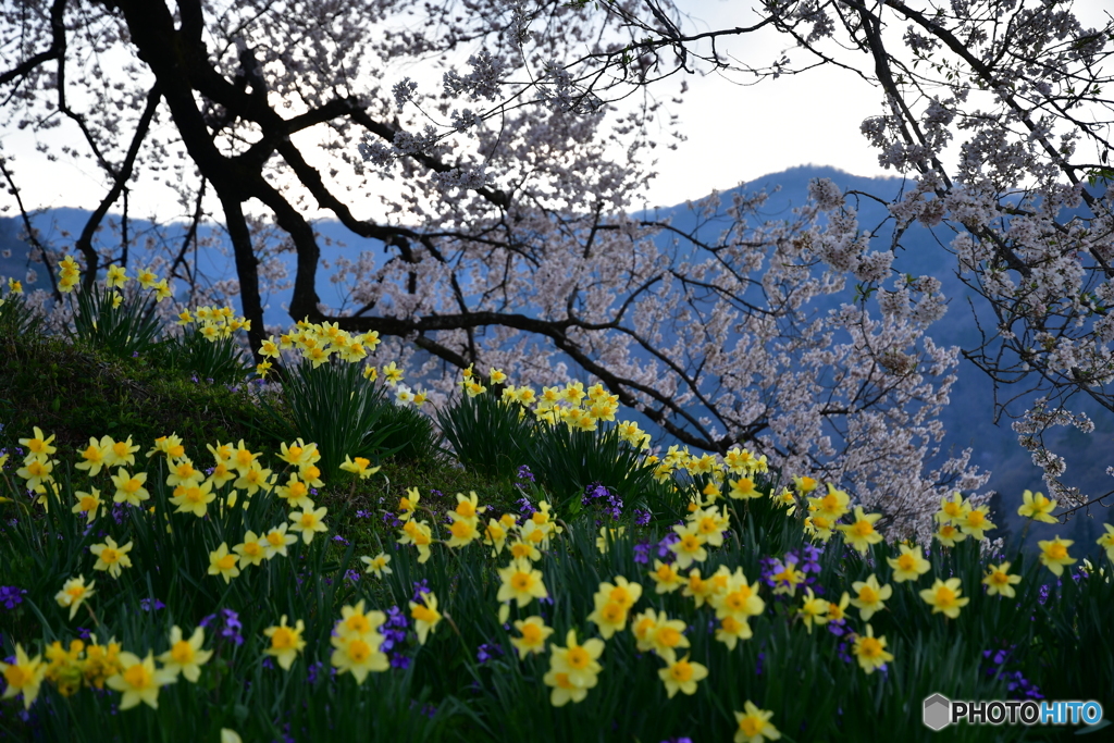 わに塚の桜と水仙