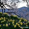 わに塚の桜と水仙