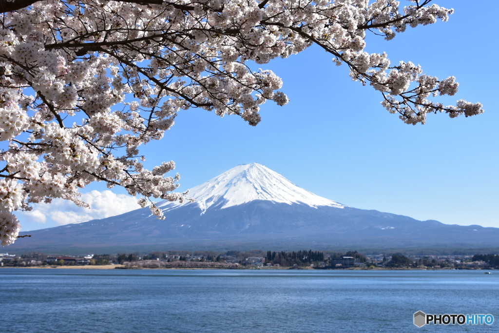 桜と富士山