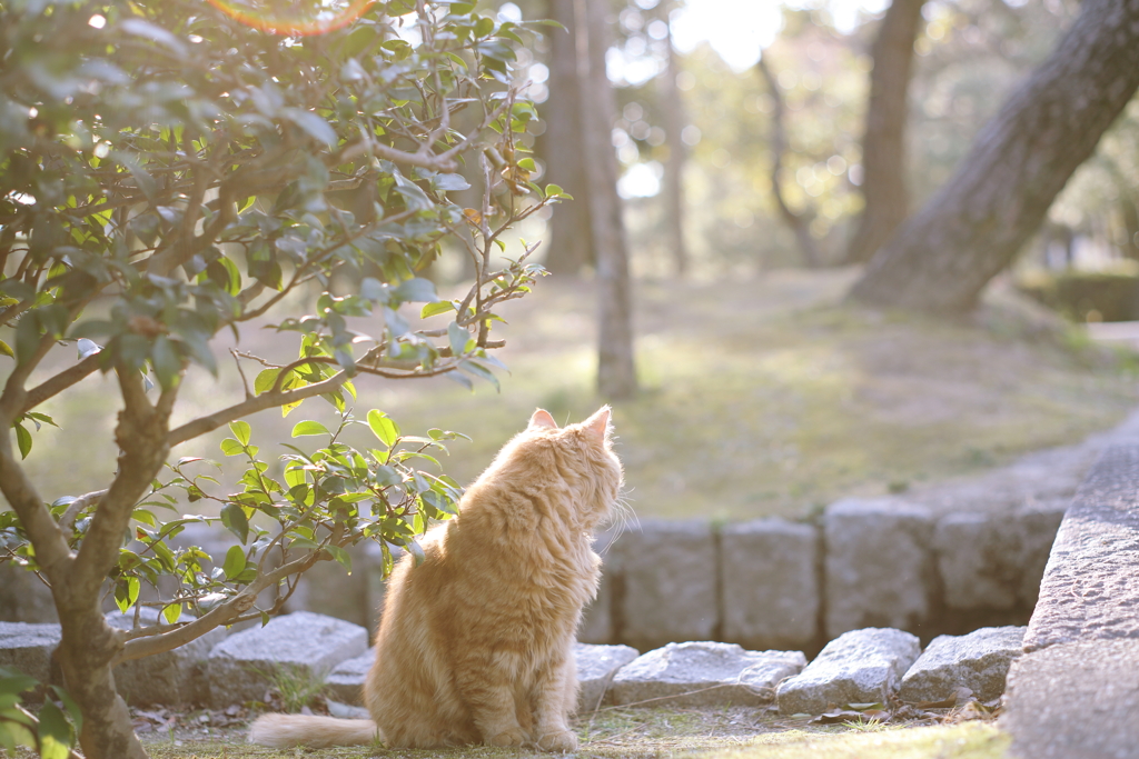 東公園の主