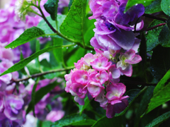 雨×紫陽花