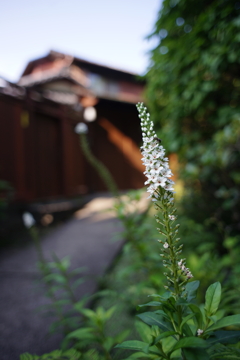 花のみち